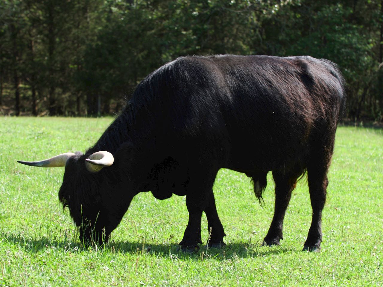 Highland bull for sale in Missouri.